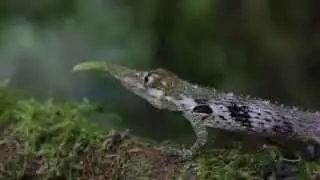 Adult Male Anolis proboscis