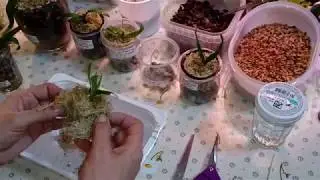 Пересадка Сеянцев Орхидей в ЗС | Часть 1