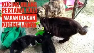 Kucing hilang sudah mulai makan dengan kucing lainya