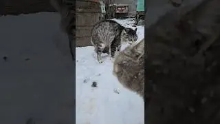 Дагестанские Коты😂 #котик #cat #юмор #животные