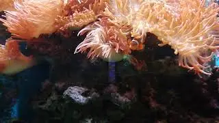 Aquarium in the Zoo of the City Cologne, Germany