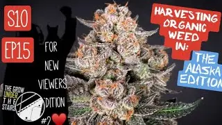 S10 EP15: HARVESTING 5 different strains grown organically + week #9 how to dry plants #spiderfarmer