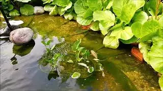 Водоем в саду. Декоративный водоём.