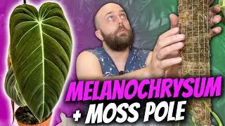 SLOW DOWN! You're Growing Too Fast! | My Philodendron melanochrysum gets a sphagnum moss pole!