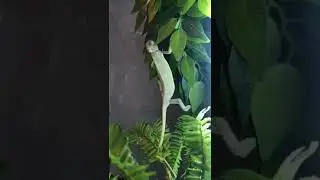 Жизнь хамелеона, рептилия, ящерица,  Йеменский хамелеон, самка хамелеона