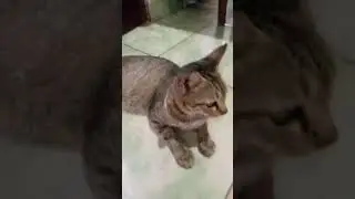ketika kucing bajingan menunggu kucing gw
