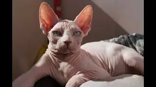 Сфинкс. Кошка без шерсти.
