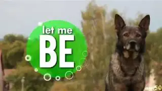 Dog Mep │✯Move Your Body✯
