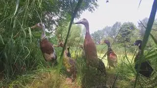 Indian Runner duck - UHD