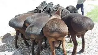 SURXONDARYONI XISORI  QÓYLARI. ГИССАРСКИЕ КУЧКАРЫ СУРХАНДАРЬИ
