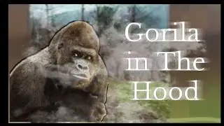 Gorila in the Hood