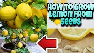 HOW To Grow a Lemon Tree from Seed | HOW to Germinate Lemon Seed