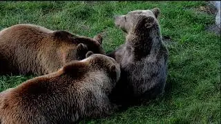 European Brown Bear new videos 2022 non copyright free videos 2022 free music 2022