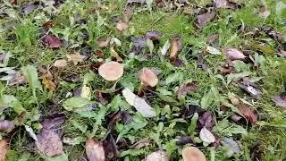 Опята. Пасека двойного назначения.