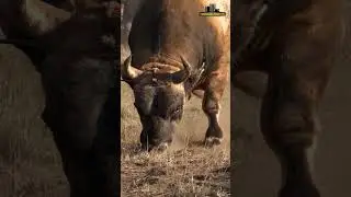 Bik Bodač !!! #power #bull #shorts