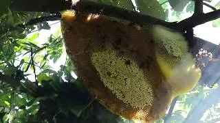 Easy And Safe Harvesting Giant Honey Bees And Eating Delicious By Ancient Man