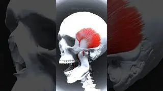 Facts about Human Muscle 