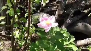 Наша дача. Чепеліне 6 травня 2018 р.