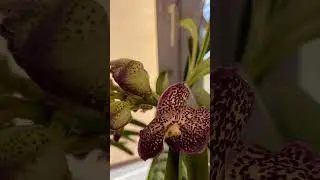 Орхидея Ванда зацвела ❤️ 