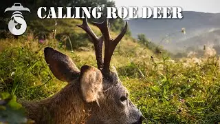 Capriori la chematoare (Calling Roe Deer)