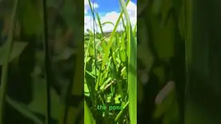 #handheld #nature #summervibes