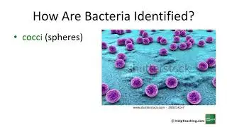Bacteria | Science Lesson