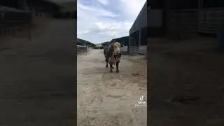 Быки Герефорды