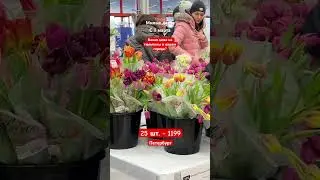 Какая цена на тюльпаны, у вас в городе?