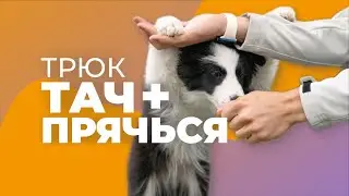 КОМАНДА ТАЧ И ПРЯЧЬСЯ 🐩 Трюк для собаки ставить передние лапы на предмет, щенок прячет голову вниз 🎩