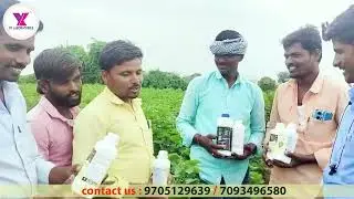#Cottonರಾಯಚೂರು ಹತ್ತಿ ರೈತ ಶೀಘ್ರ ಹೂವು ಸ್ಥಾಪನೆYK ಲ್ಯಾಬೊರೇಟರೀಸ್ಉತ್ಪನ್ನಗಳೊಂದಿಗೆ ಸೂಪರ್ ಯಶಸ್ಸು #agriculture