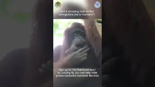 Beautiful Orangutan Mother and her precious baby #orangutans #babyanimals #wildlife #apes #nature