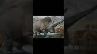 Evolution of rhinoceros🦏 elasmotherium (part1)
