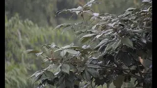 Light rain ambient sound, sleep sounds, ambient sound, relaxing sounds, 8 hours.
