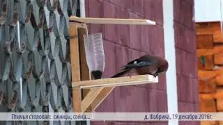 Птичья столовая: синицы, сойка