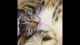 Лирическое настроение! Кошечка Маруся - новогодняя меланхолия...