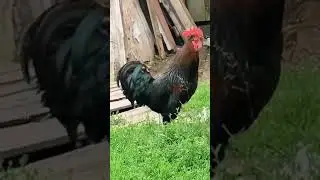 Отправь ЭТО Вадиму