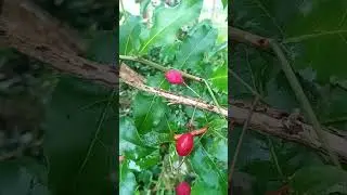 Its not a pick berry