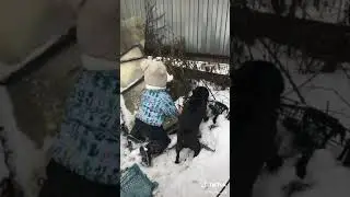 A little girl and her pet are barking at a neighbor's dog