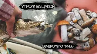 Утром за щукой, вечером по грибы. Много белых в сухом лесу. Сбор грибов.