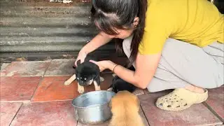 Tập cho mấy chú cún con của bé Bơ uống sữa