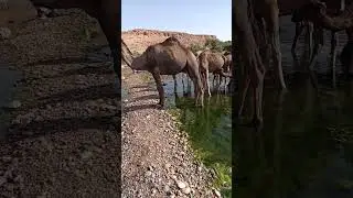 I Wanna Travel Like A Camel #camel #animalshorts #funnyshorts