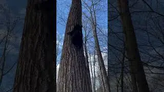 Уточнення маршруту #bear #nature #forest #animals #shortsvideo #shorts