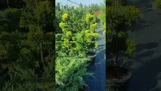 я не пропал :) просто много работы появилось!!! #дача #сад #растения #garden