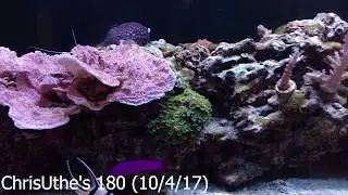 New Fish Addition: Midas Blenny