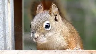 Wild Squirrel screams!