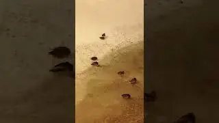 Утки под Дворцовым мостом