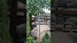 ВЯЗ КОМПЕНДАУНИ 