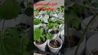 Update on the Spring Garden Seedlings. This is the first time outside. ☮️❤️💡 #gardening #garden