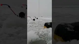 Красивые поклёвки! Подписывайся!