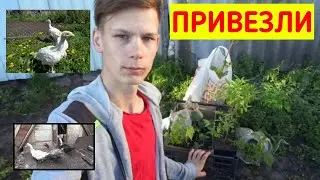 Деревенские будни / Привезли саженцы / Мускусные утки / Индюки / яйцекладка / Индоутки сели на яйца